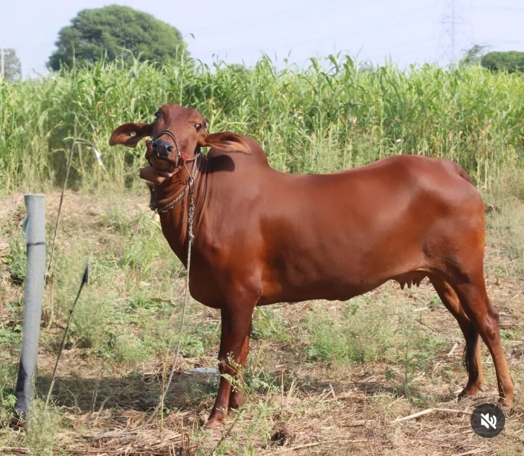 पशुसंवर्धन व दुग्धव्यवसाय देवणी गाय