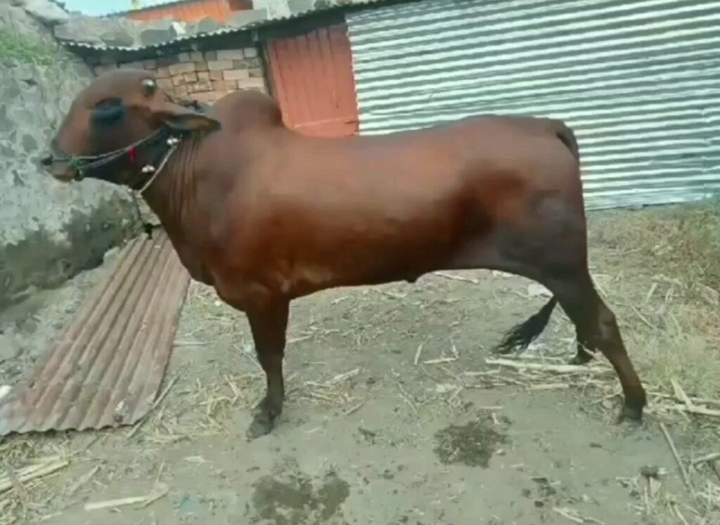 पशुसंवर्धन व दुग्धव्यवसाय लाल कंधार