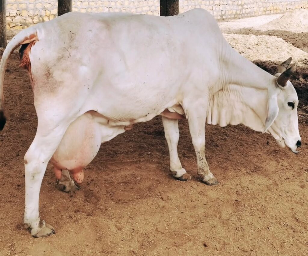 थारपरकर गाय