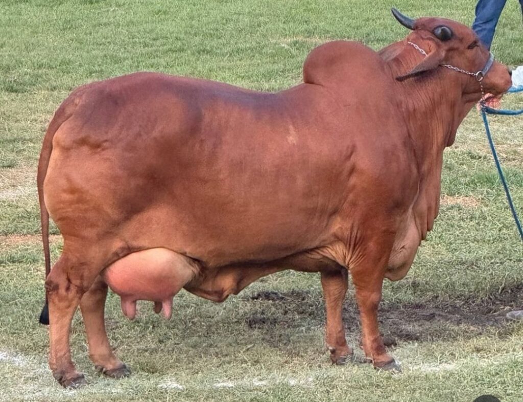 लाल सिंधी