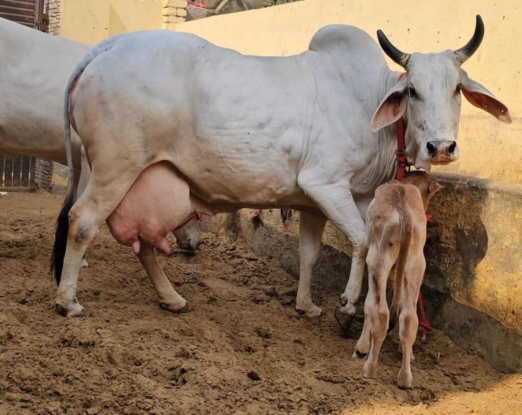 हरियाणा गाय