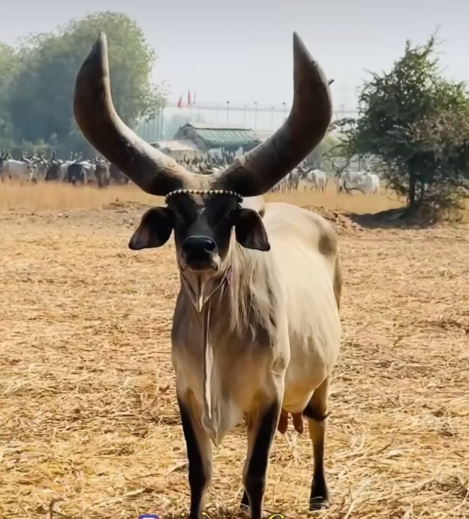 काँक्रेज गाय
