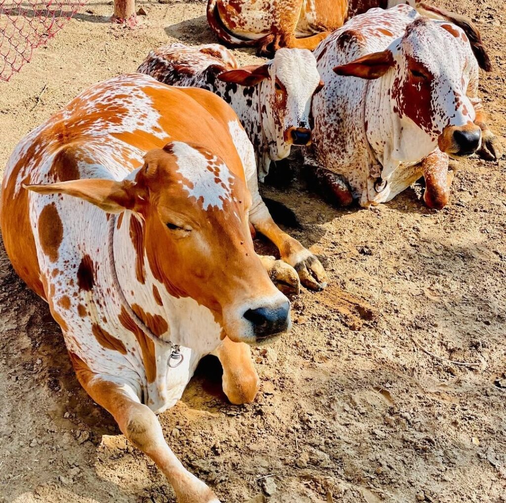 राठी गाय