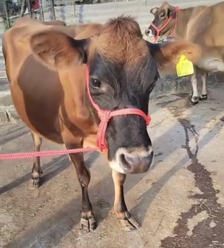जर्सी गाय