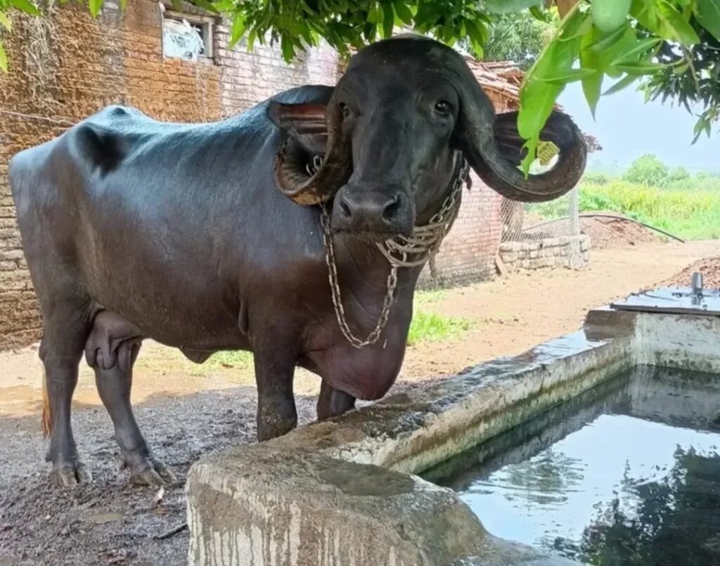 जाफ्राबादी म्हैस