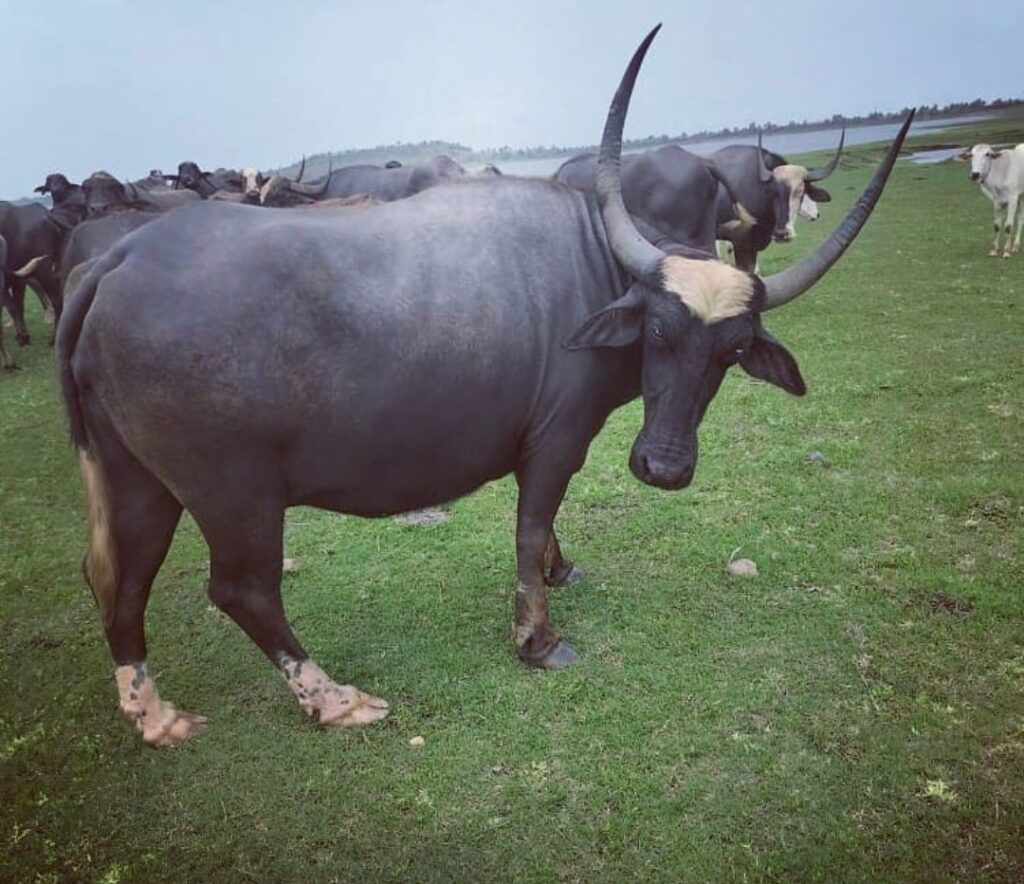 नागपुरी गोळवू