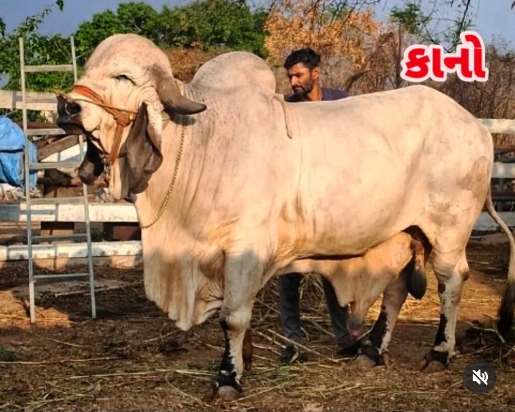 गीर गाय