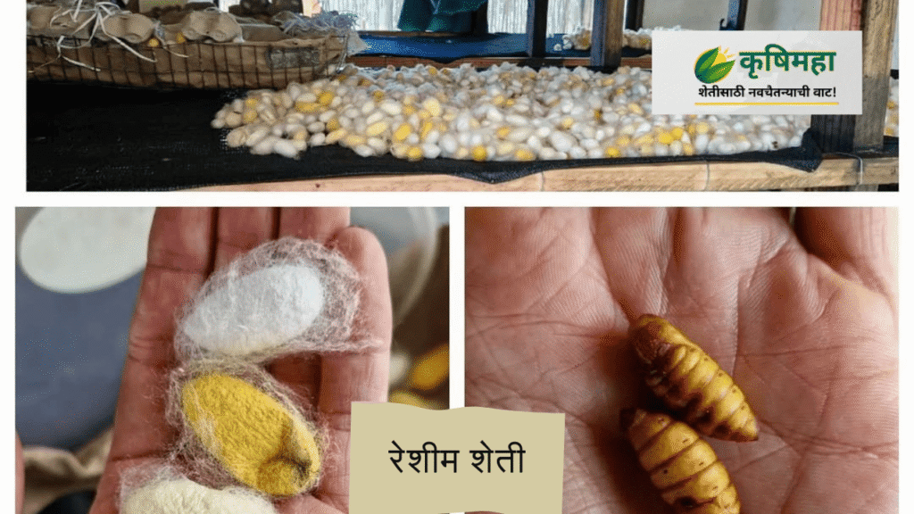 रेशीम शेती उद्योग