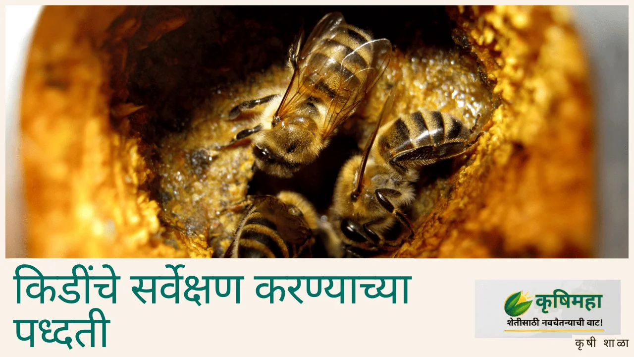 किडींचे सर्वेक्षण